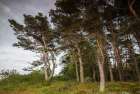 Sweden-Bohuslan-Salto Island-coastal trees Art Print